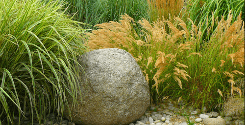 Декоративные травы и злаки для сада: 60+ идей гармоничного ландшафтного дизайна